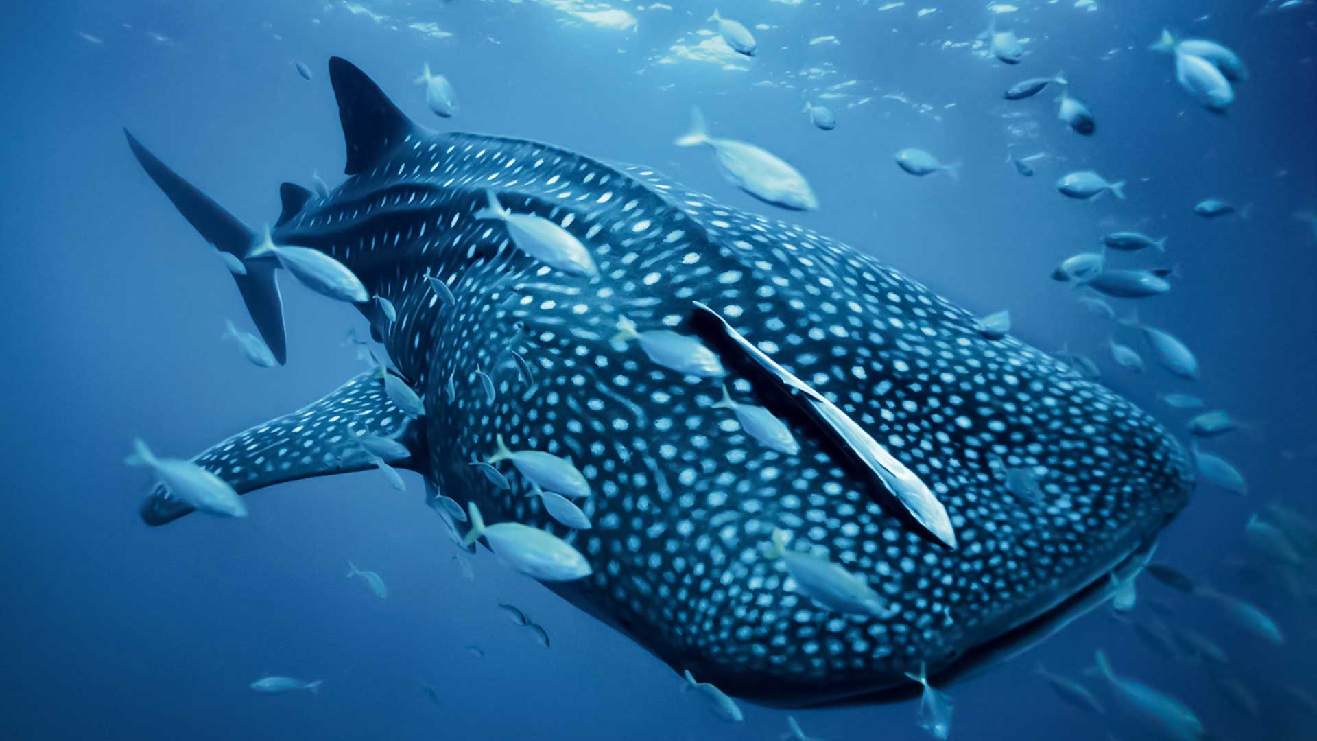 Thailand Dive Or Diving Or Snorkel Or Snorkling Or Coral